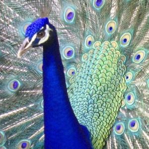 Meet your Posher, Gabrielle